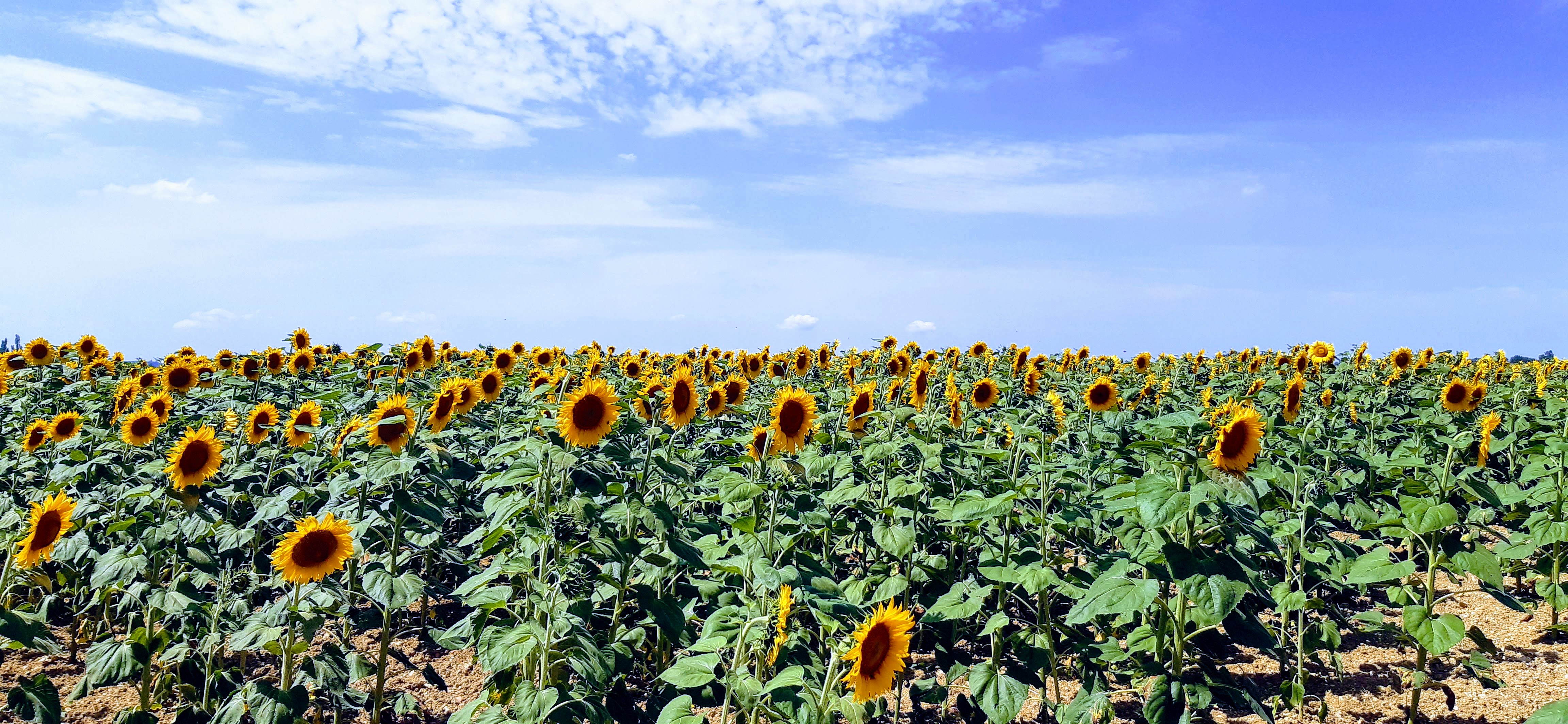 Samaret Lagardère Gers France Tournesols